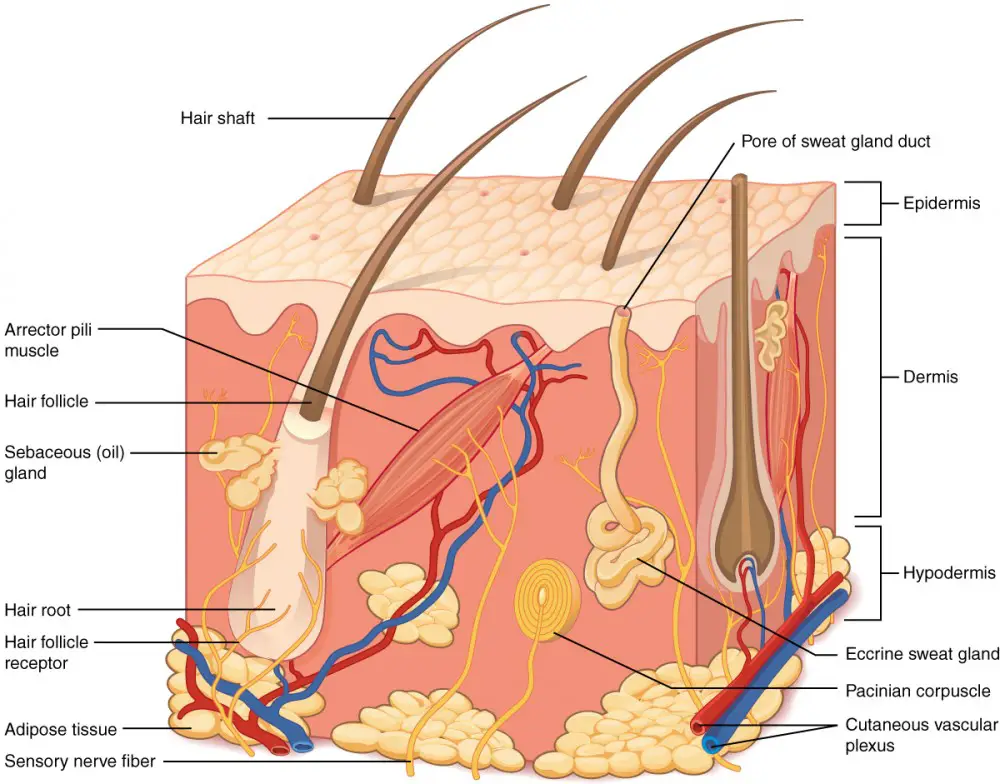 structure of the hair follicle